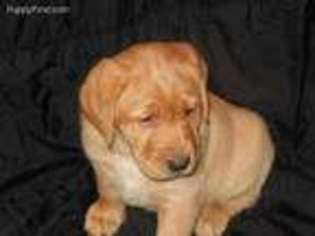 Labrador Retriever Puppy for sale in Muncie, IN, USA