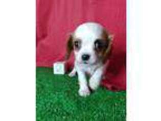 Cavalier King Charles Spaniel Puppy for sale in Scottville, MI, USA