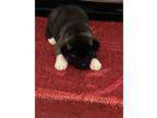 Akita Puppy for sale in Terrell, TX, USA
