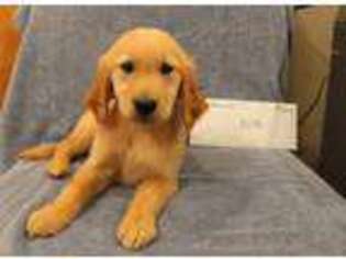 Golden Retriever Puppy for sale in Tacoma, WA, USA