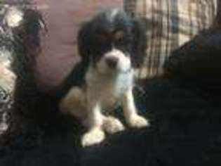 Cavalier King Charles Spaniel Puppy for sale in Alexandria, VA, USA