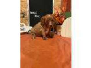 Cavapoo Puppy for sale in Jacksonville, TX, USA