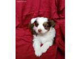 Miniature Australian Shepherd Puppy for sale in Sentinel Butte, ND, USA