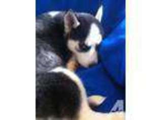 Siberian Husky Puppy for sale in Eagle Mountain, UT, USA