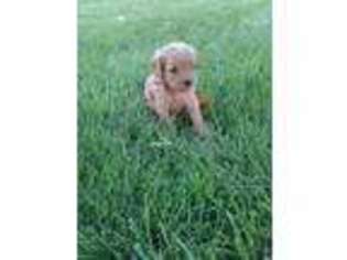 Cavapoo Puppy for sale in Bloomfield, IA, USA