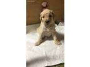 Goldendoodle Puppy for sale in Bedford, IN, USA