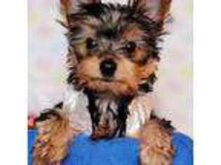 Yorkshire Terrier Puppy for sale in Brooklyn, NY, USA