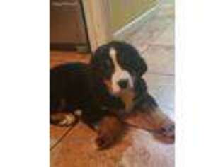 Bernese Mountain Dog Puppy for sale in Niles, MI, USA