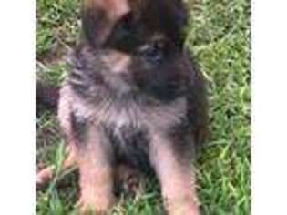 German Shepherd Dog Puppy for sale in Saco, ME, USA