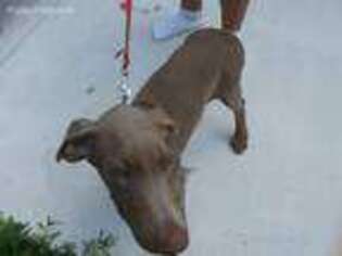Doberman Pinscher Puppy for sale in Milton, FL, USA