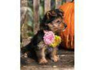 Yorkshire Terrier Puppy for sale in Jayess, MS, USA