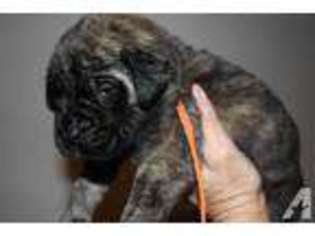 Mastiff Puppy for sale in MILLPORT, AL, USA