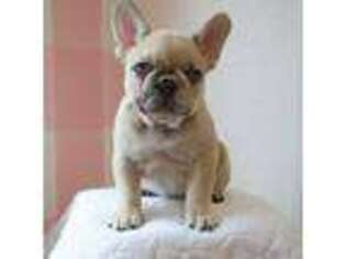 French Bulldog Puppy for sale in League City, TX, USA