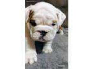 Bulldog Puppy for sale in Harriman, TN, USA