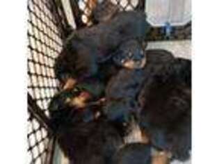 Rottweiler Puppy for sale in Brooksville, FL, USA