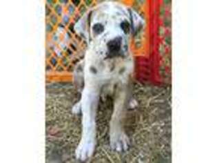 Great Dane Puppy for sale in Martinez, CA, USA