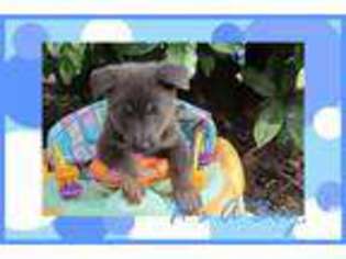 German Shepherd Dog Puppy for sale in LUMBERTON, NC, USA
