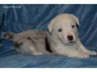 Cardigan Welsh Corgi Puppy for sale in Magnolia, AR, USA