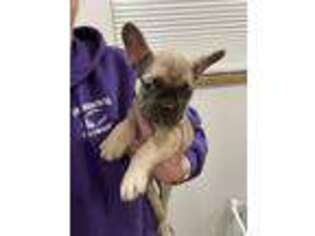 French Bulldog Puppy for sale in Saint George, KS, USA