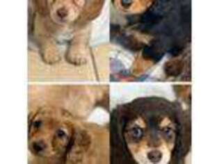 Dachshund Puppy for sale in Katy, TX, USA