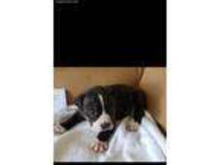 American Staffordshire Terrier Puppy for sale in Anza, CA, USA