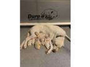 Labrador Retriever Puppy for sale in Durango, CO, USA