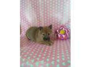 Shiba Inu Puppy for sale in Goshen, IN, USA