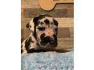 Great Dane Puppy for sale in San Diego, CA, USA