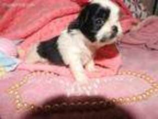 Mutt Puppy for sale in Murray, KY, USA