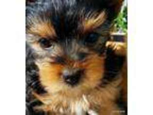 Yorkshire Terrier Puppy for sale in Alliance, OH, USA