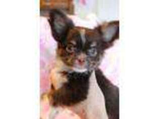 Chihuahua Puppy for sale in Greenville, MI, USA