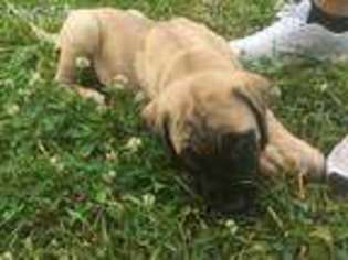 Mastiff Puppy for sale in Spotsylvania, VA, USA