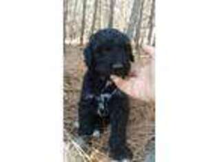 Mutt Puppy for sale in Ford, WA, USA