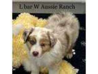 Miniature Australian Shepherd Puppy for sale in Midway, TX, USA