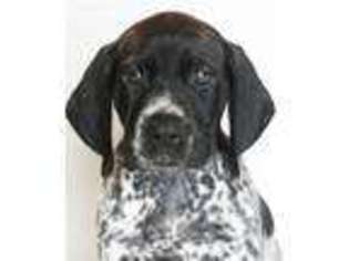 German Shorthaired Pointer Puppy for sale in Shingle Springs, CA, USA