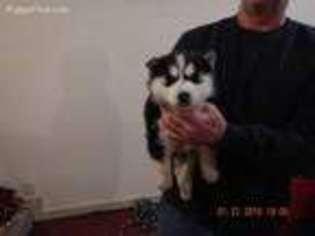 Siberian Husky Puppy for sale in West Lafayette, IN, USA