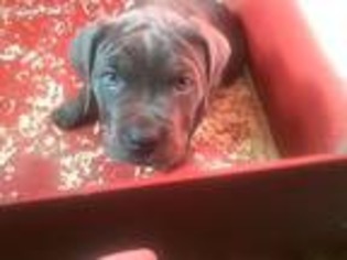 Cane Corso Puppy for sale in Bloomfield, IN, USA