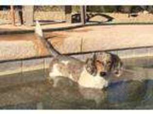 Dachshund Puppy for sale in Surprise, AZ, USA