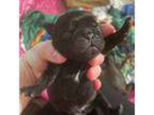 Pug Puppy for sale in Anoka, MN, USA