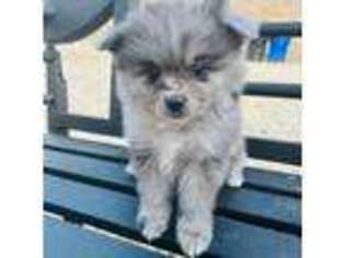 Pomeranian Puppy for sale in Reedley, CA, USA