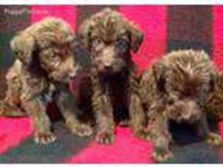 Labradoodle Puppy for sale in Spring Lake, NC, USA