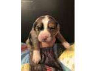 Miniature Australian Shepherd Puppy for sale in Greeneville, TN, USA