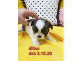 Mutt Puppy for sale in Stigler, OK, USA
