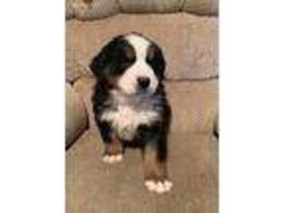 Bernese Mountain Dog Puppy for sale in Meriden, KS, USA