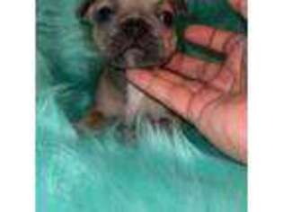 French Bulldog Puppy for sale in Taunton, MA, USA