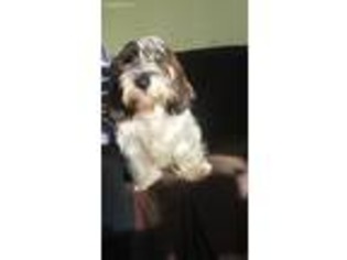 Petit Basset Griffon Vendeen Puppy for sale in Kingsley, MI, USA