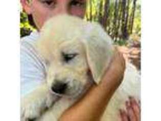 Mutt Puppy for sale in Seneca, SC, USA