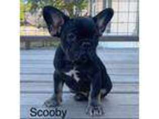 French Bulldog Puppy for sale in Seguin, TX, USA