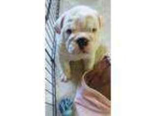 Bulldog Puppy for sale in Fairgrove, MI, USA