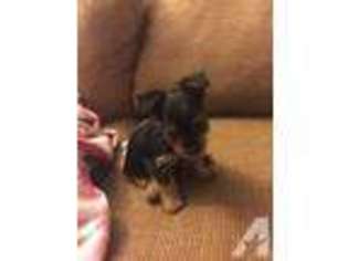 Yorkshire Terrier Puppy for sale in NAPA, CA, USA